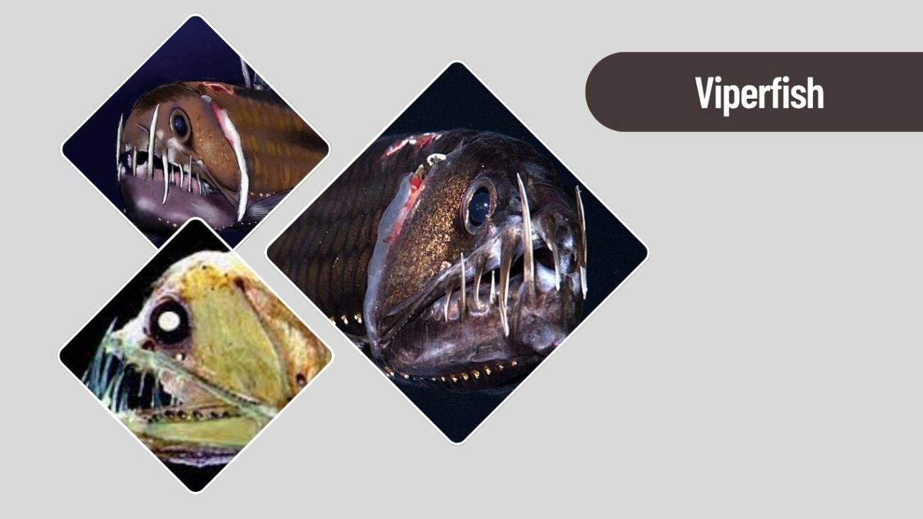Viperfish