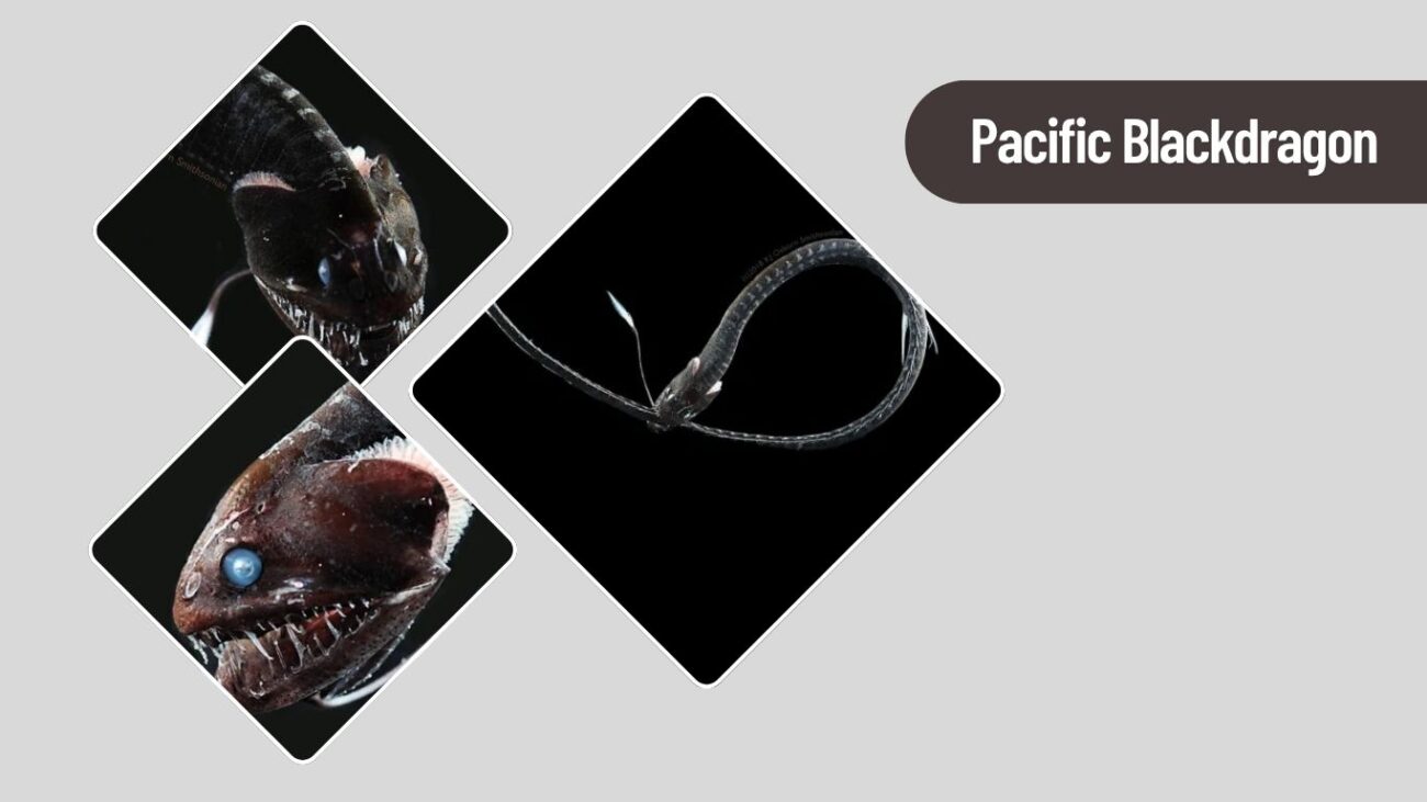 Pacific Blackdragon