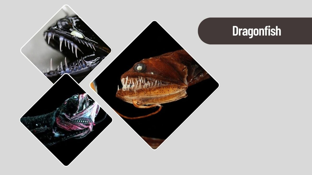 Dragonfish