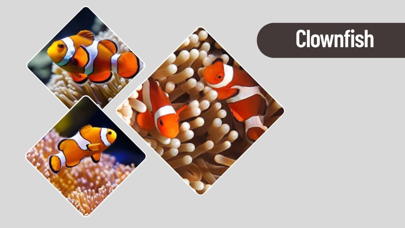Clownfish