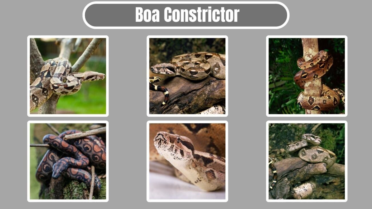 Boa Constrictor