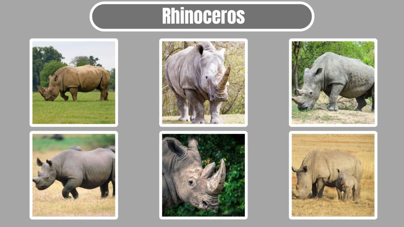 Rhinoceros