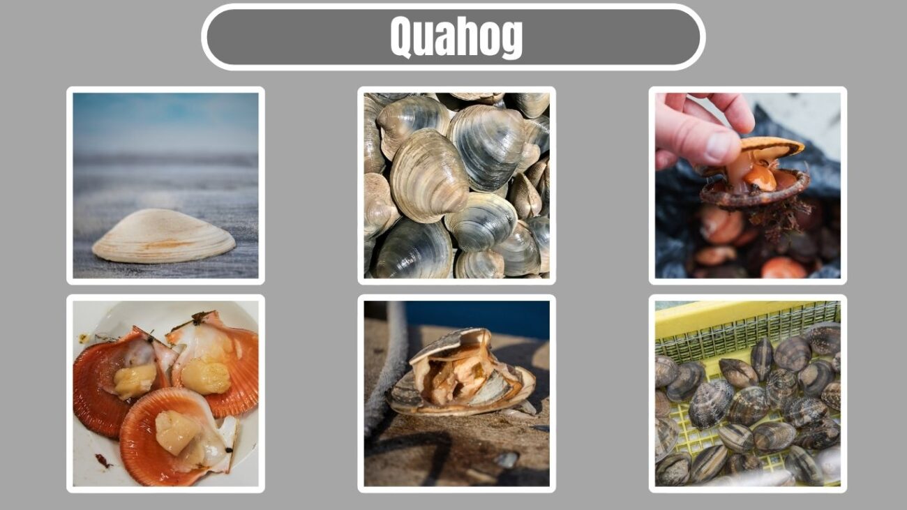 Quahog