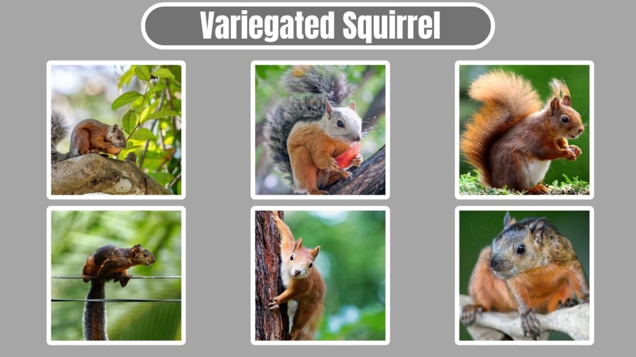 Variegated Squirrel