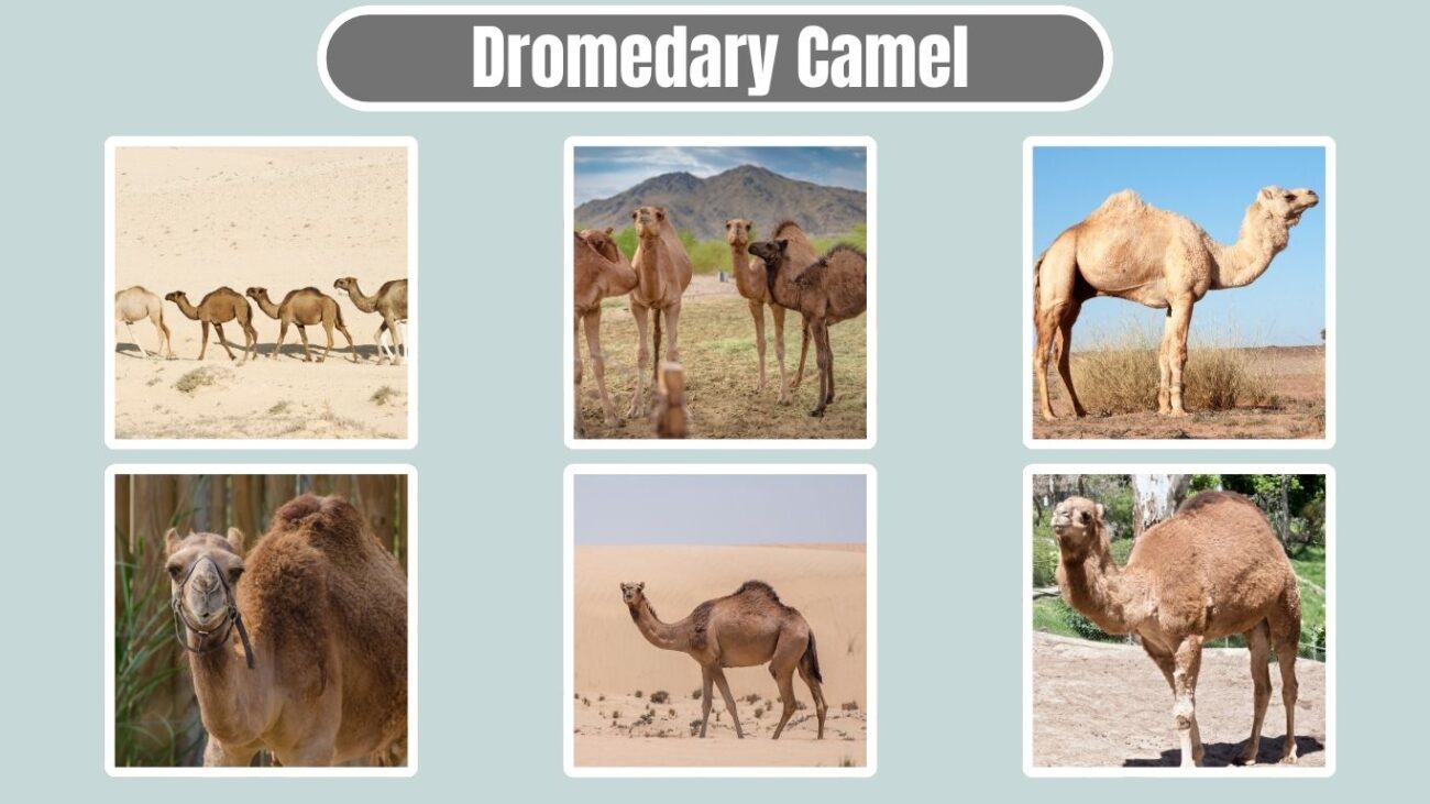 Dromedary Camel