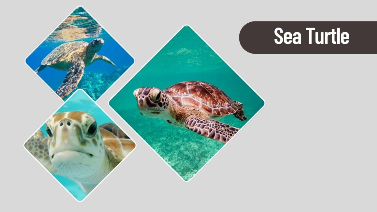 Sea Turtle