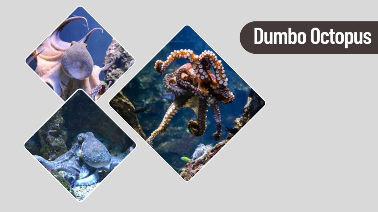 Dumbo Octopus – Deep Sea Cuteness