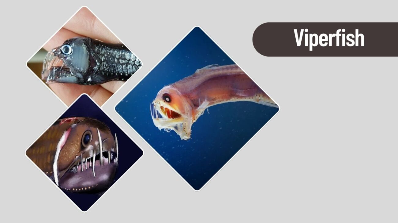 Viperfish – Needle-Toothed Deep Sea Predator