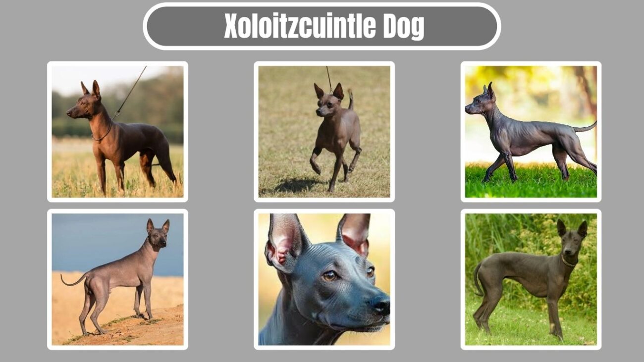 Xoloitzcuintle Dog