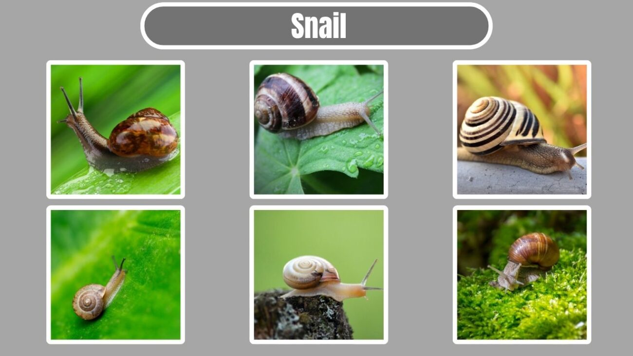 Snail