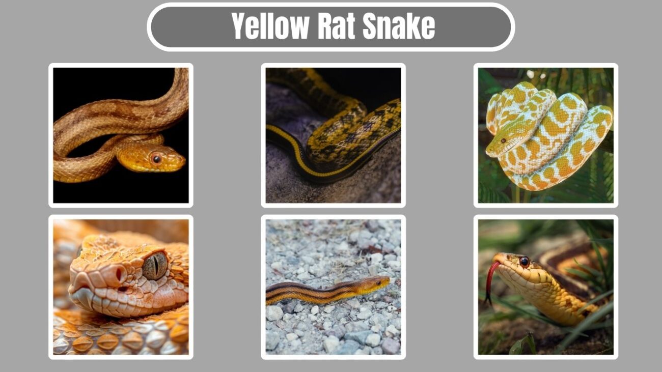 Yellow Rat Snake