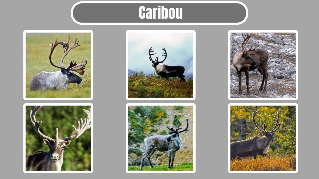 Caribou