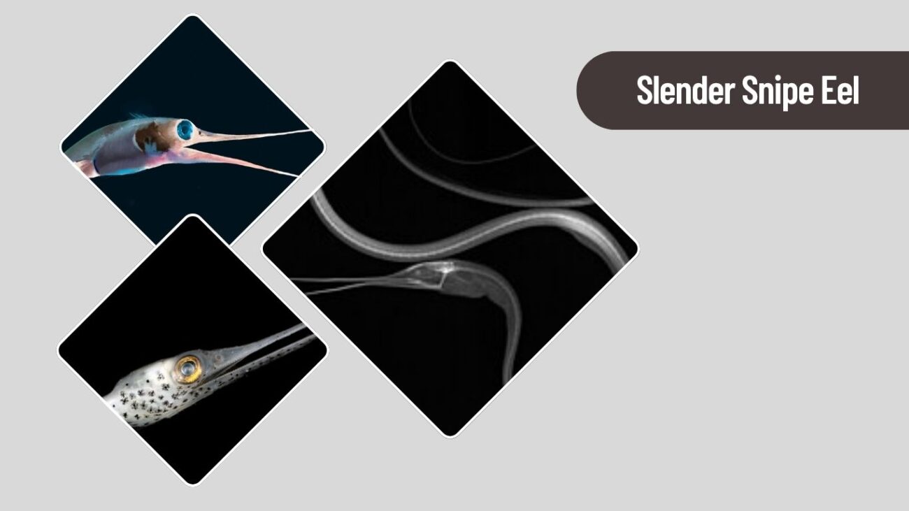 Slender Snipe Eel