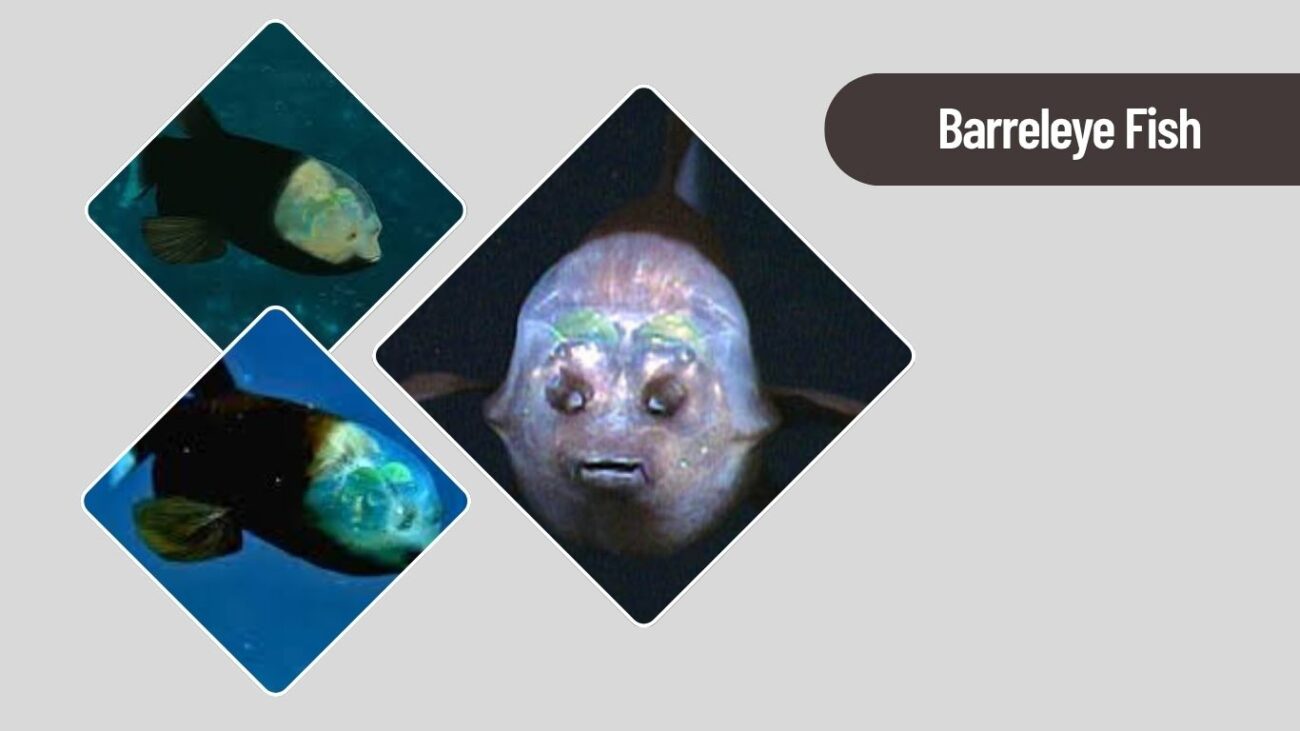 Barreleye Fish