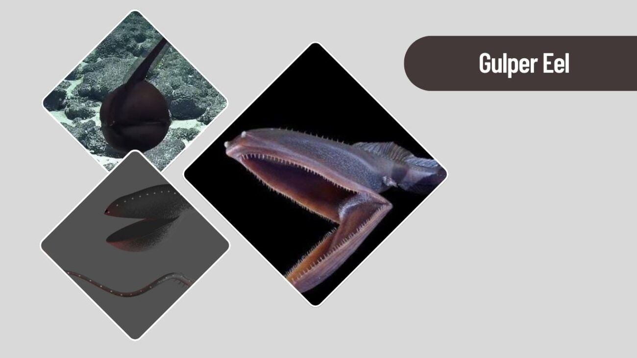 Gulper Eel