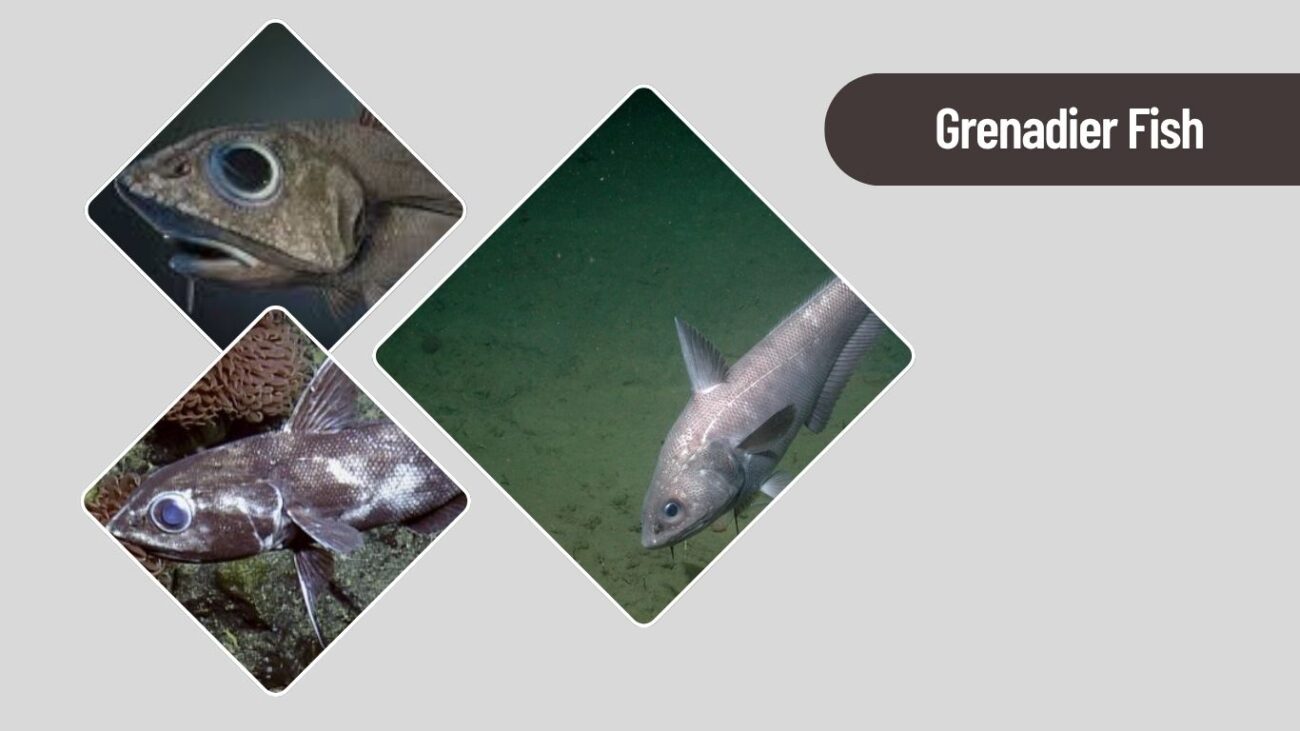 Grenadier Fish