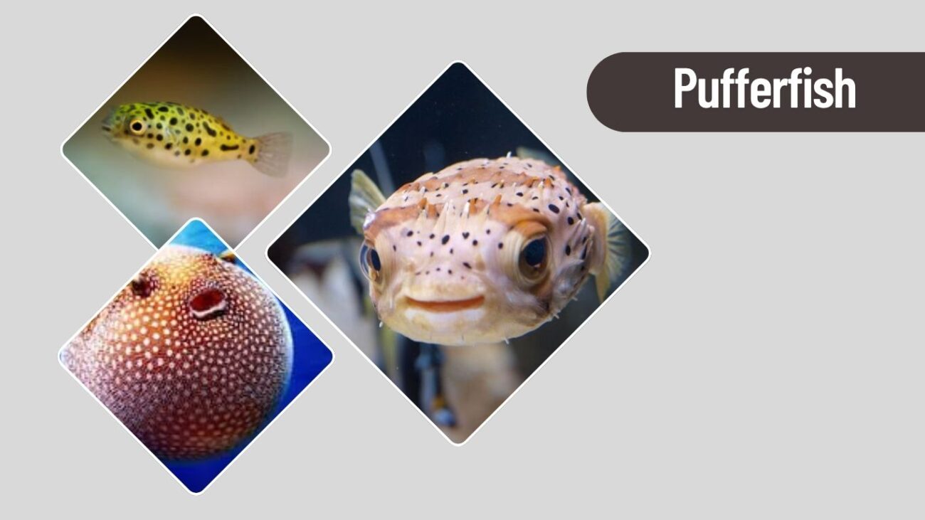 Pufferfish