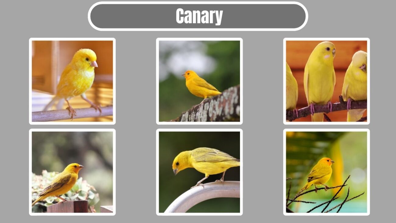 Canary
