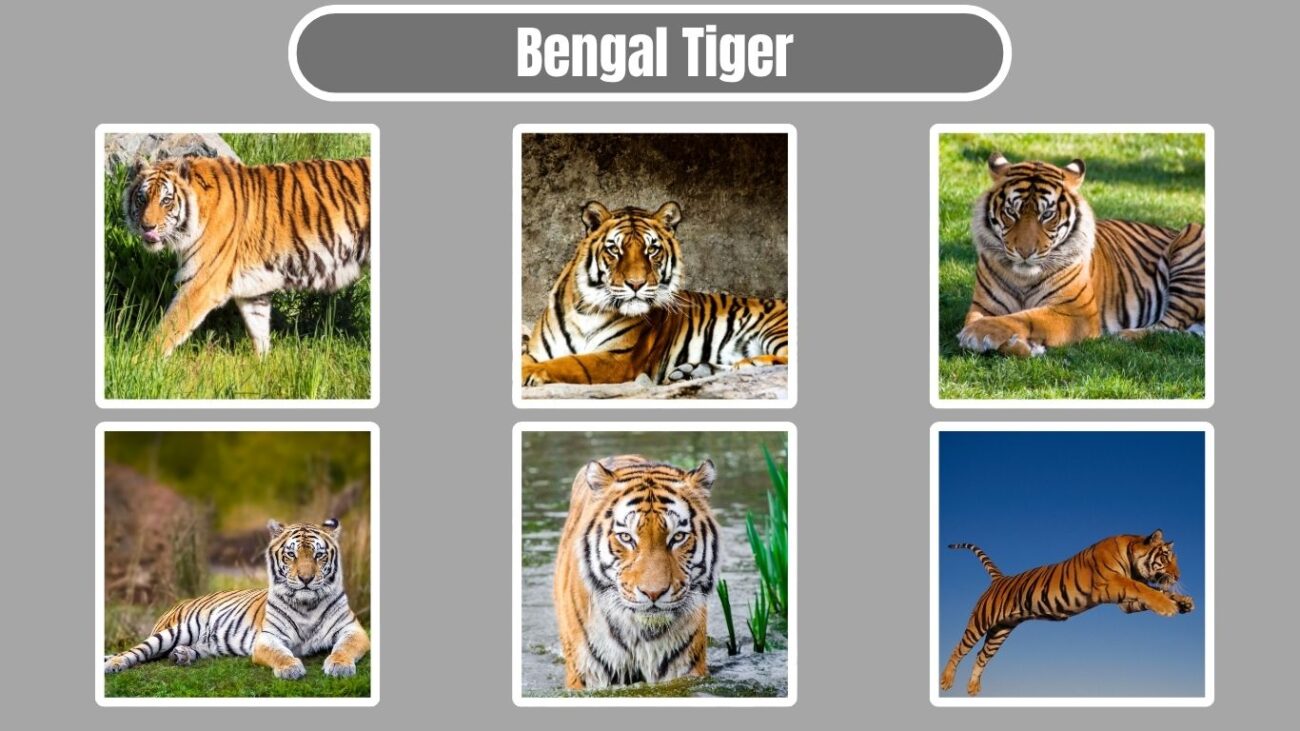 Bengal Tiger