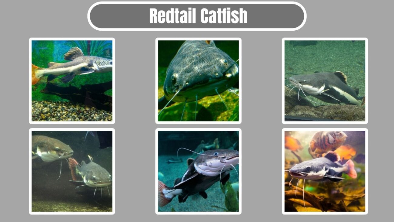 Redtail Catfish
