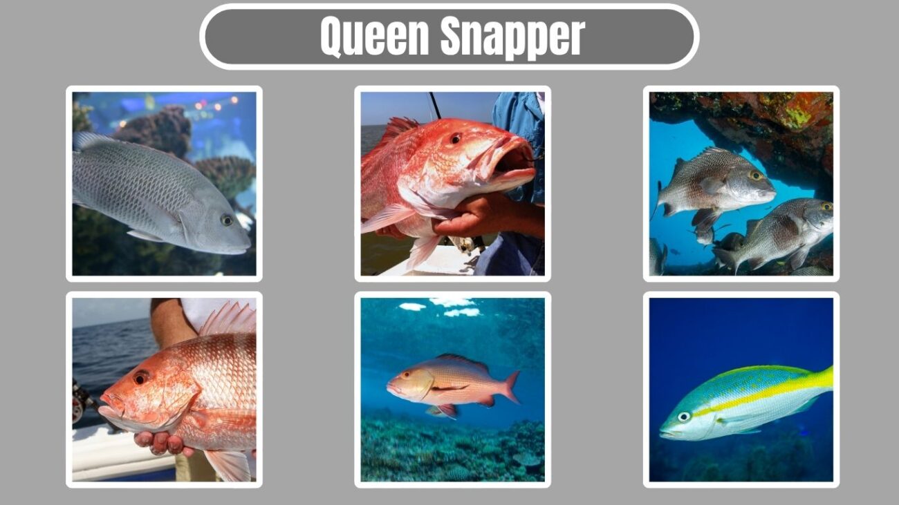 Queen Snapper