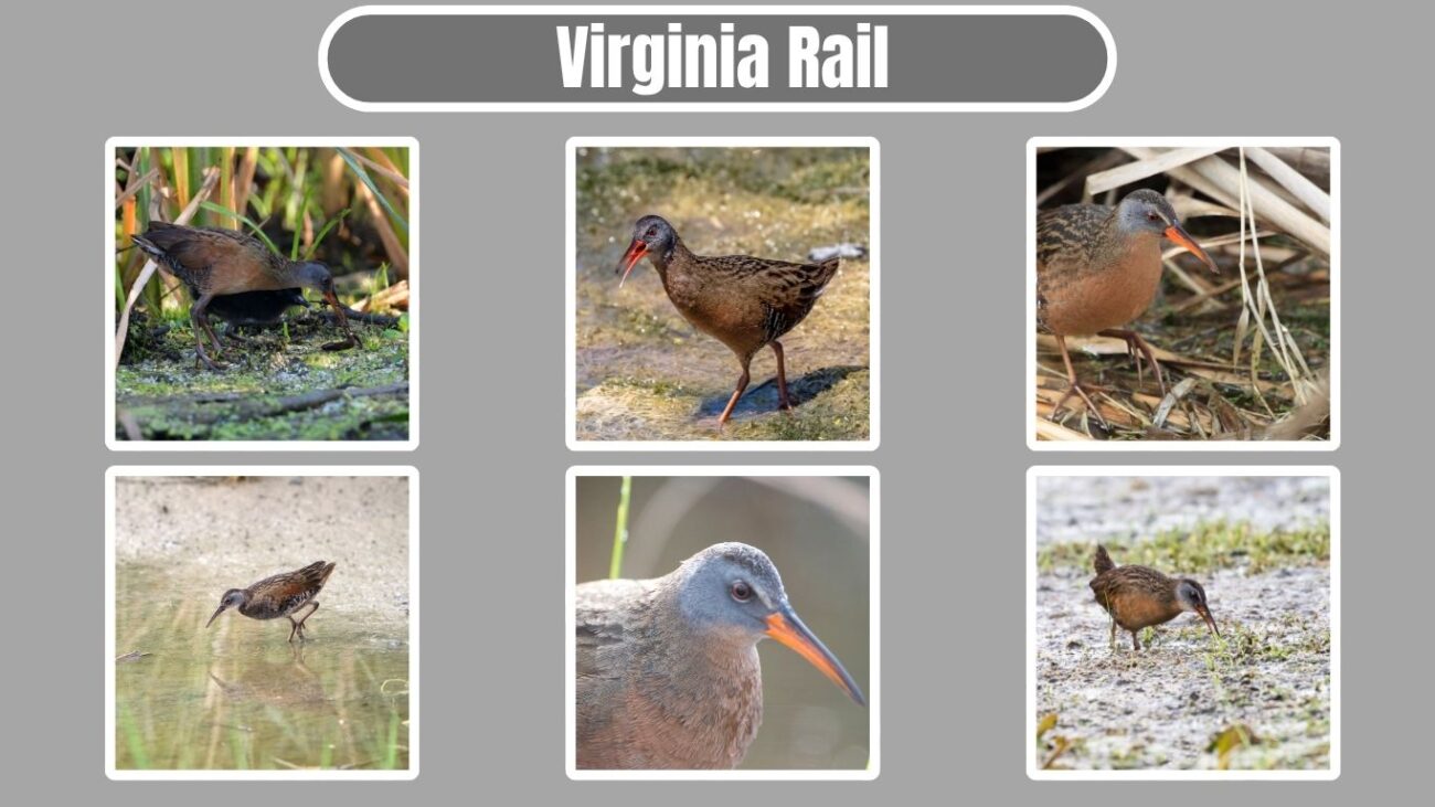 Virginia Rail