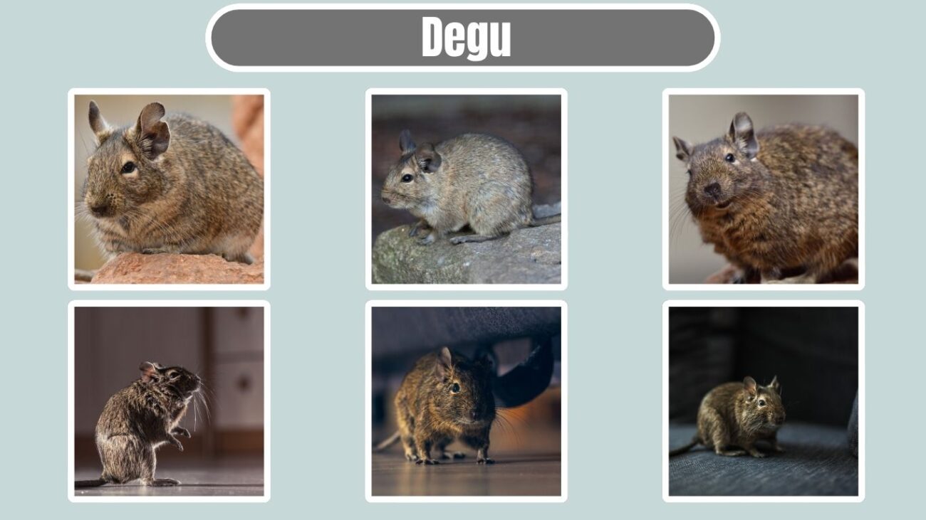 Degu