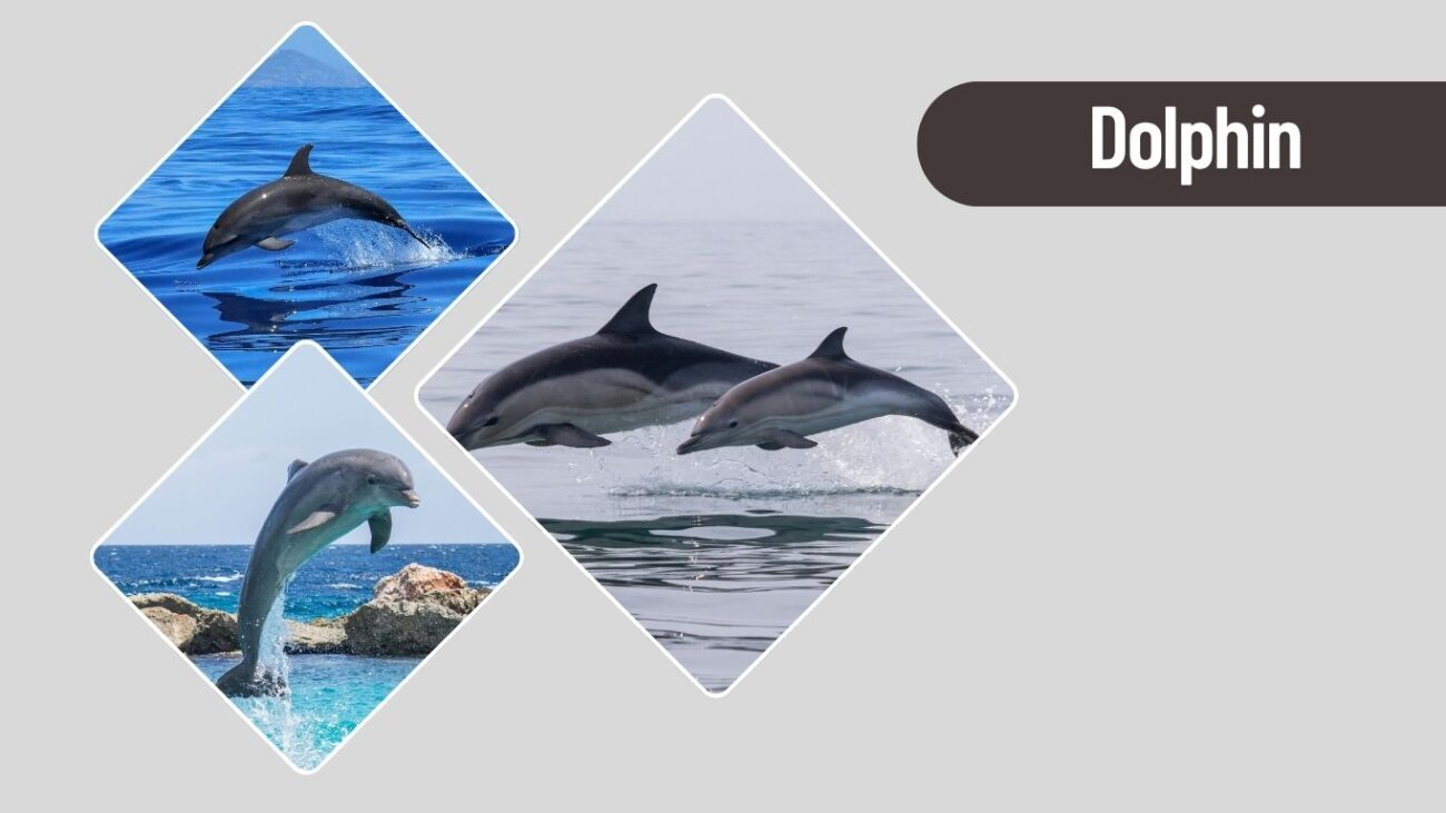 Dolphin