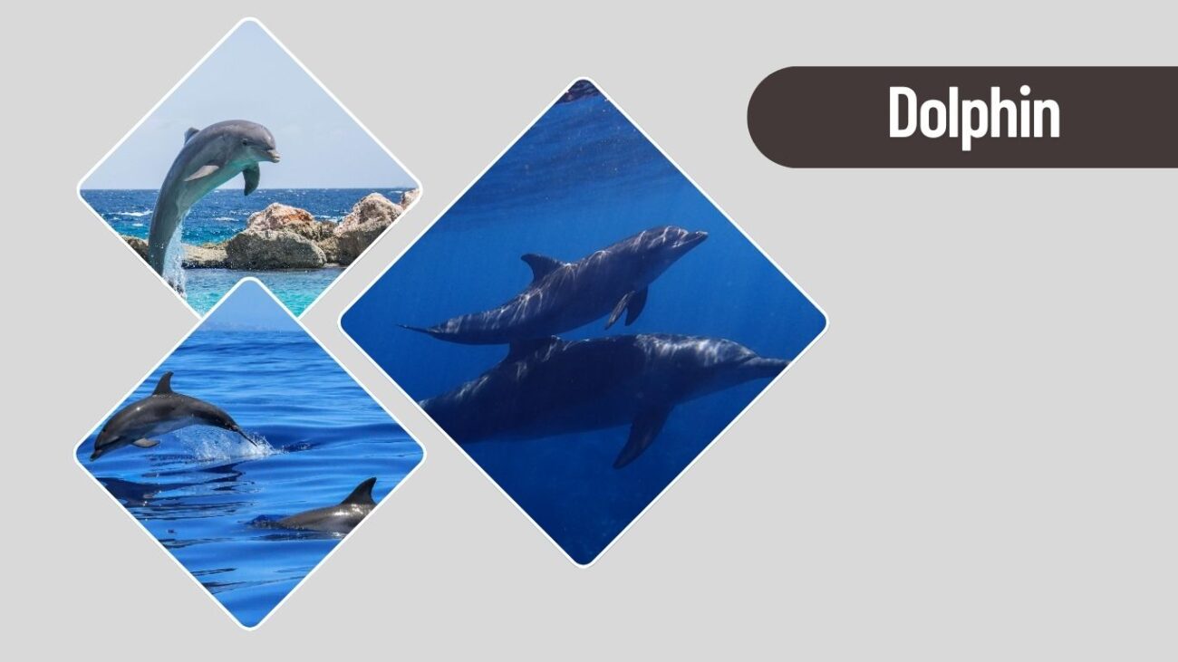 Dolphin