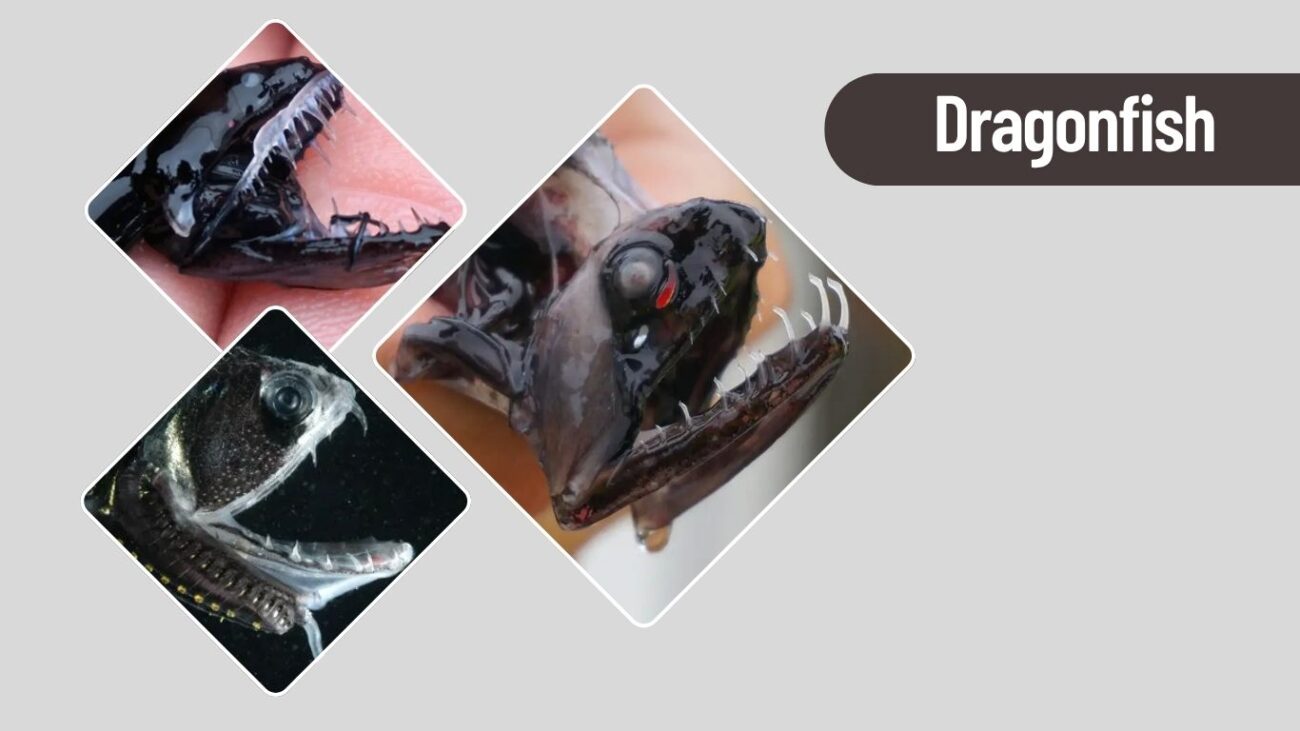 Dragonfish – Bioluminescent Deep Sea Hunter