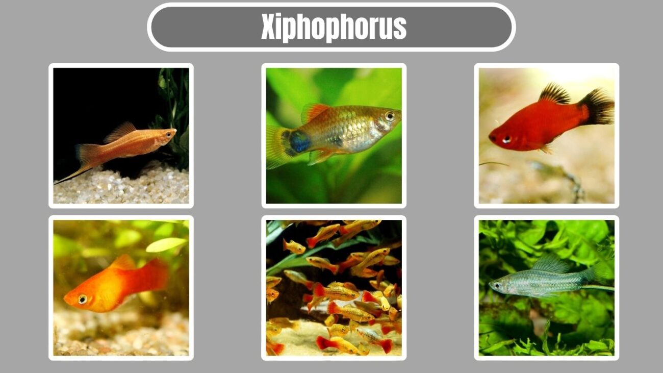 Xiphophorus