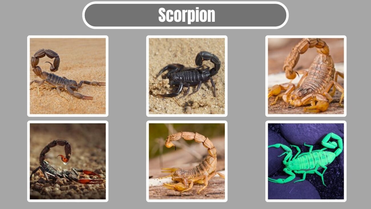Scorpion