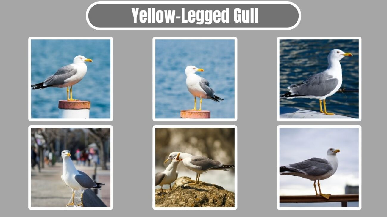 Yellow-Legged Gull