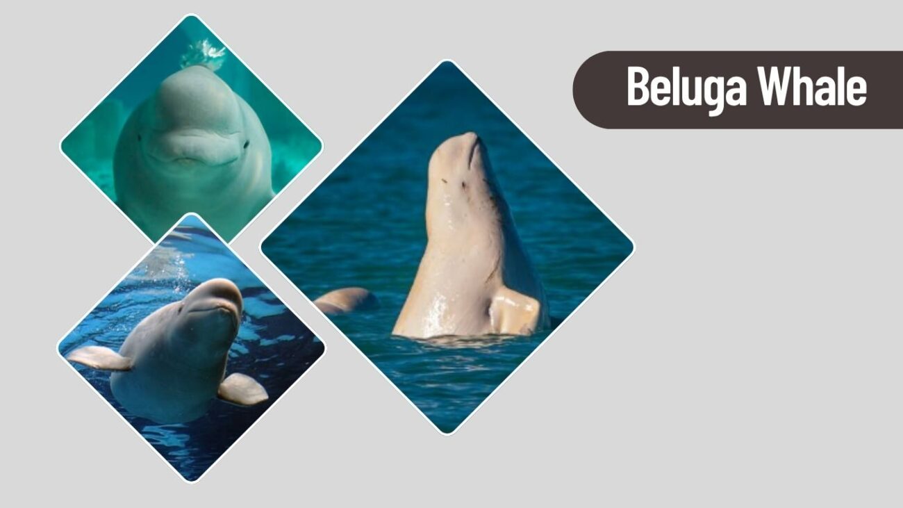 Beluga Whale