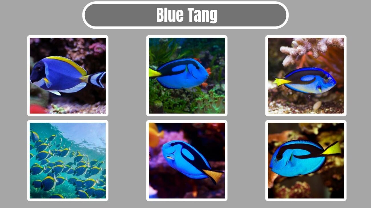 Blue Tang
