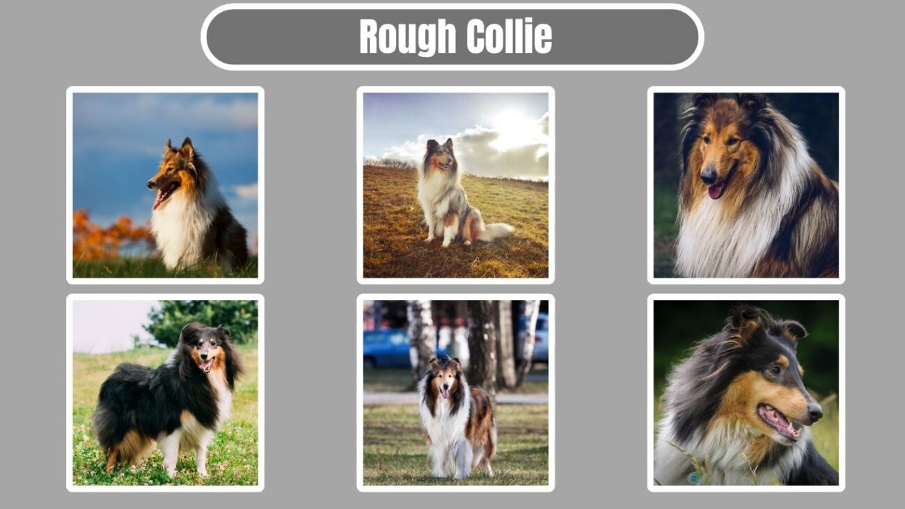 Rough Collie