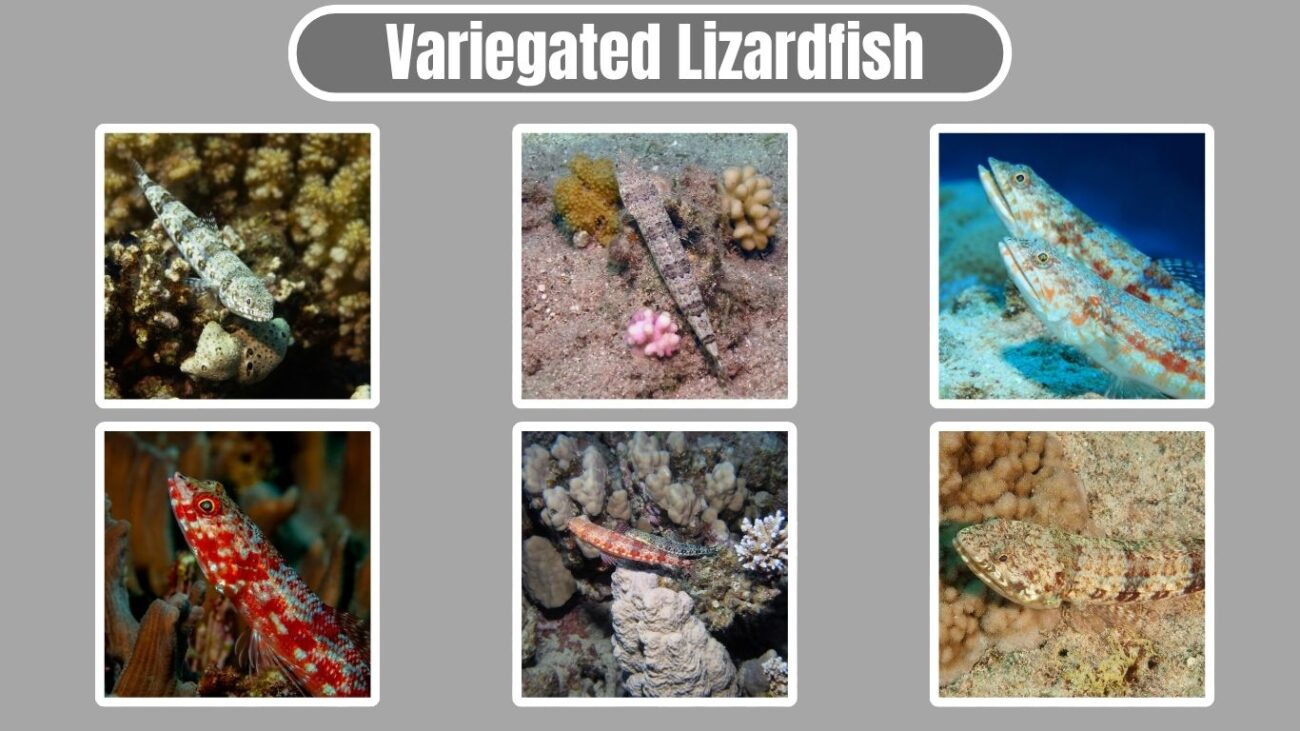 Variegated Lizardfish