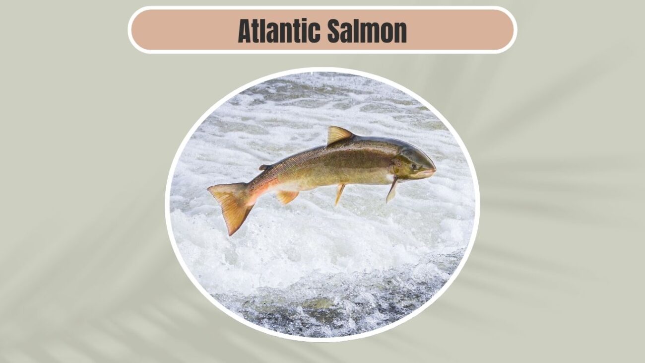 Atlantic Salmon