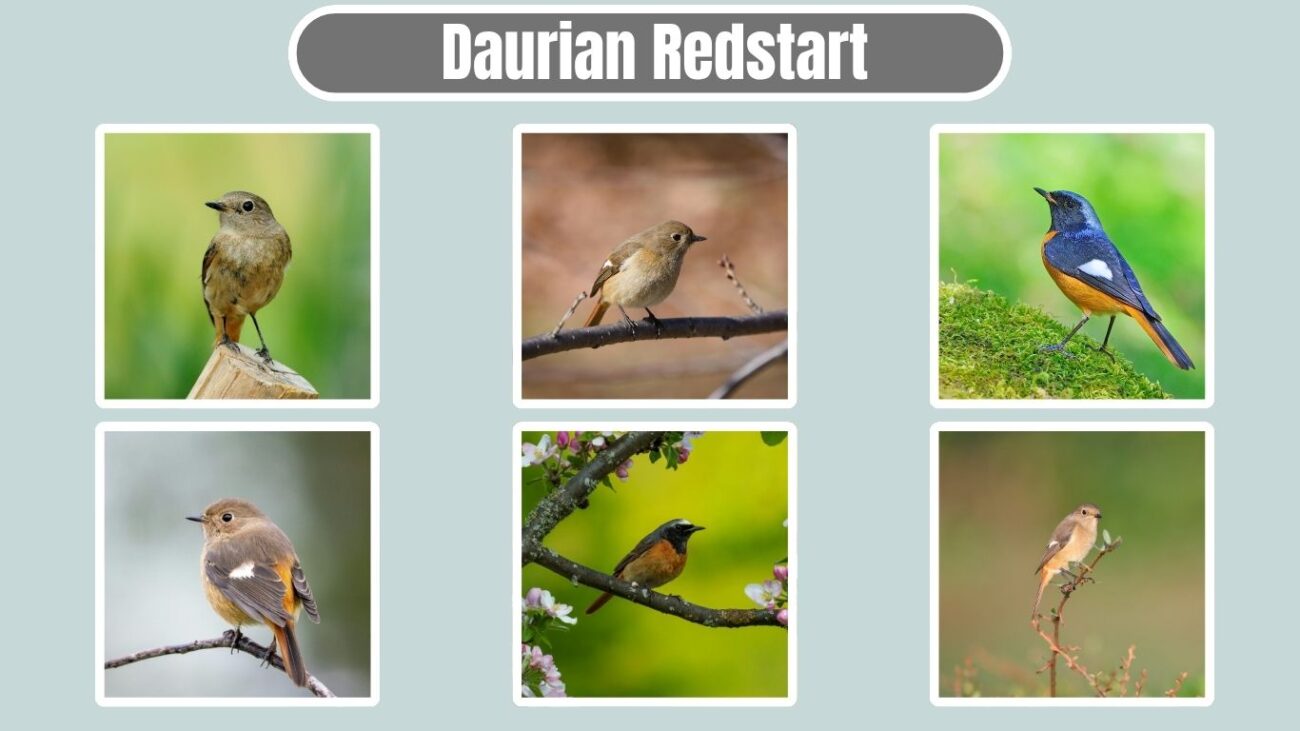 Daurian Redstart