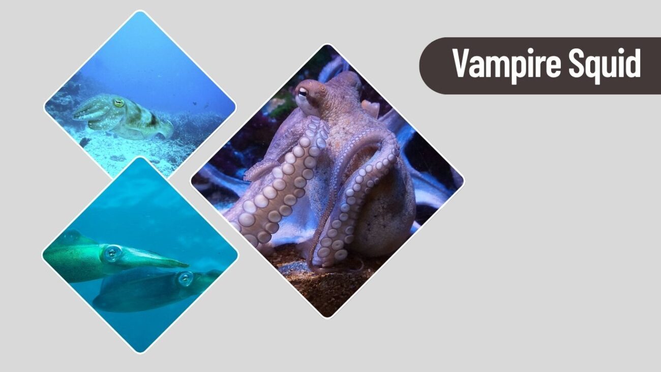 Vampire Squid