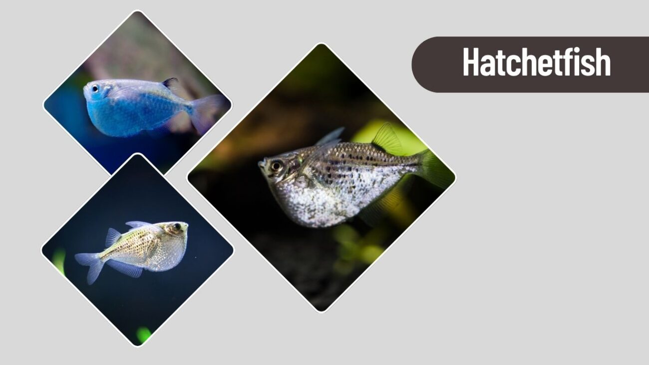 Hatchetfish – Reflective Deep Sea Drifter