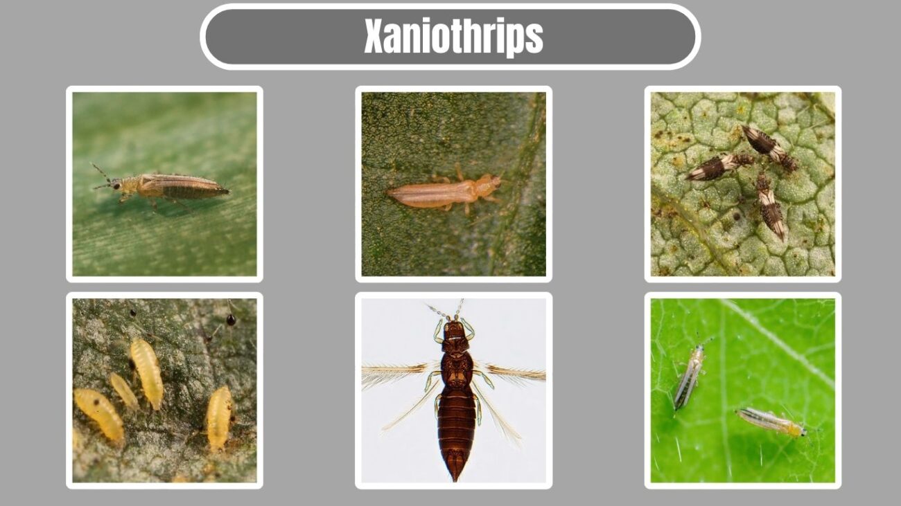 Xaniothrips