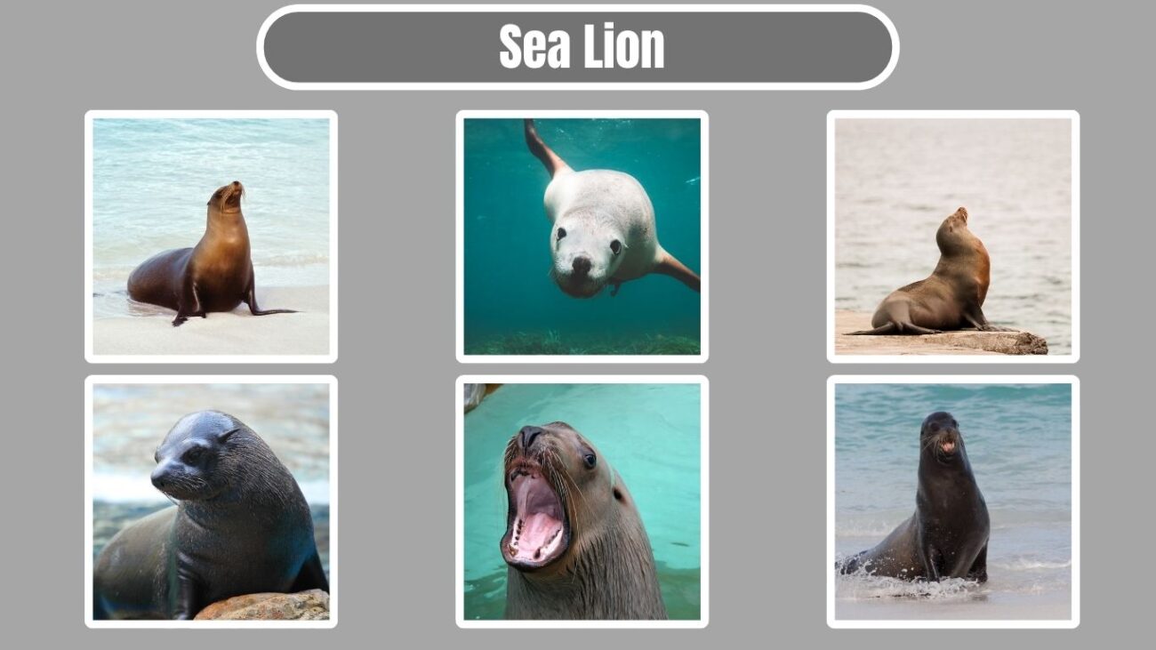 Sea Lion