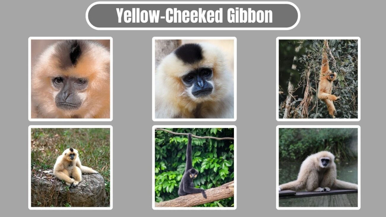 Yellow-Cheeked Gibbon