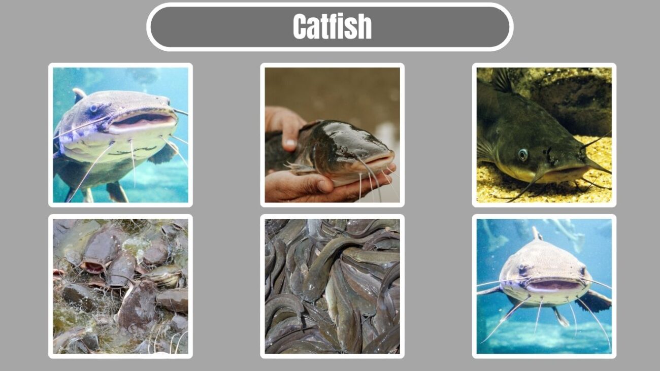 Catfish