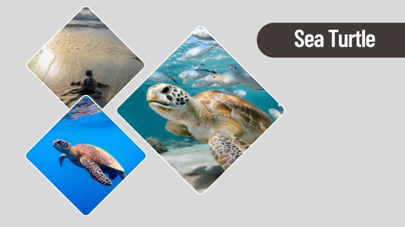 Sea Turtle