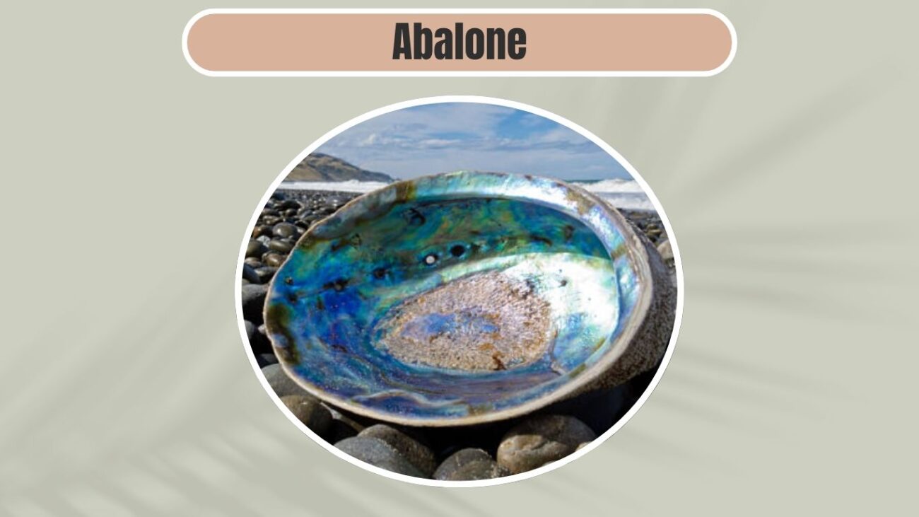 Abalone