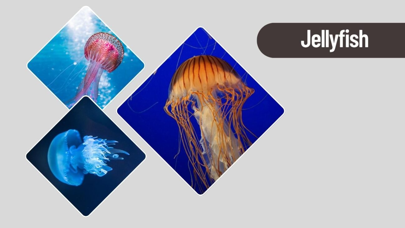 Jellyfish