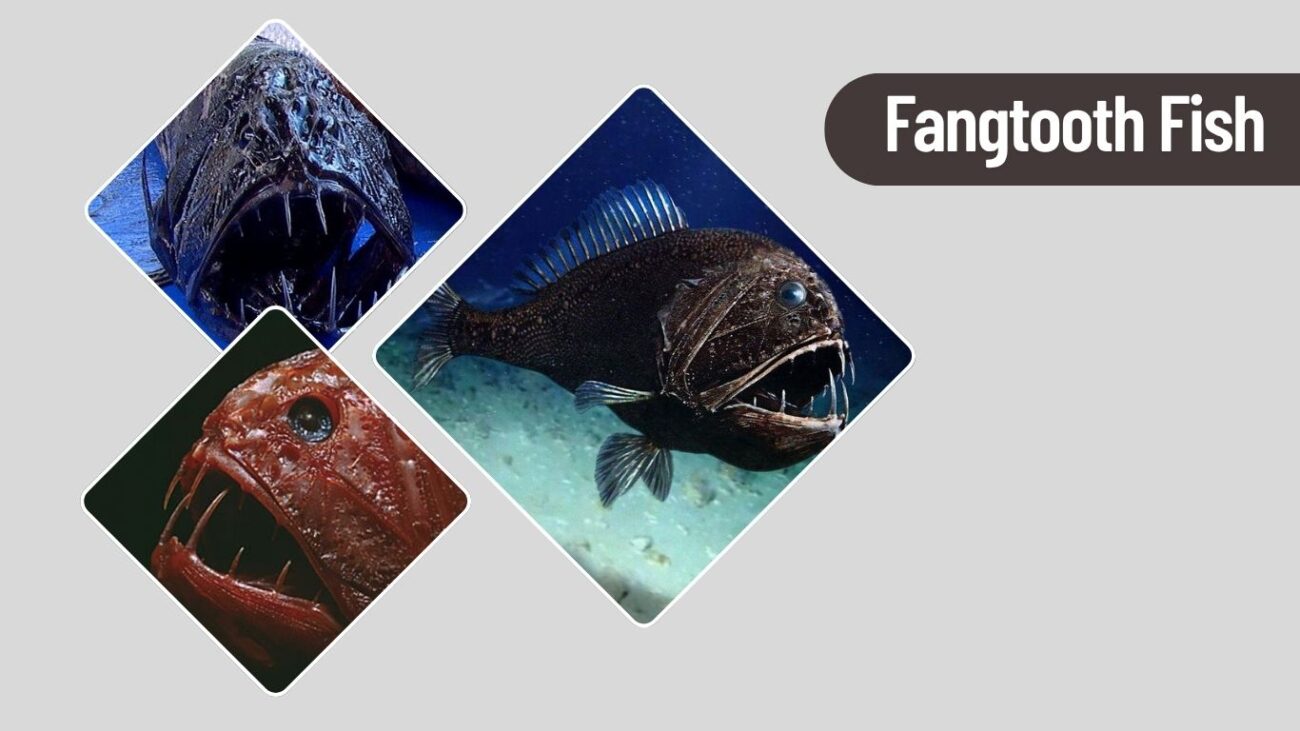 Fangtooth Fish