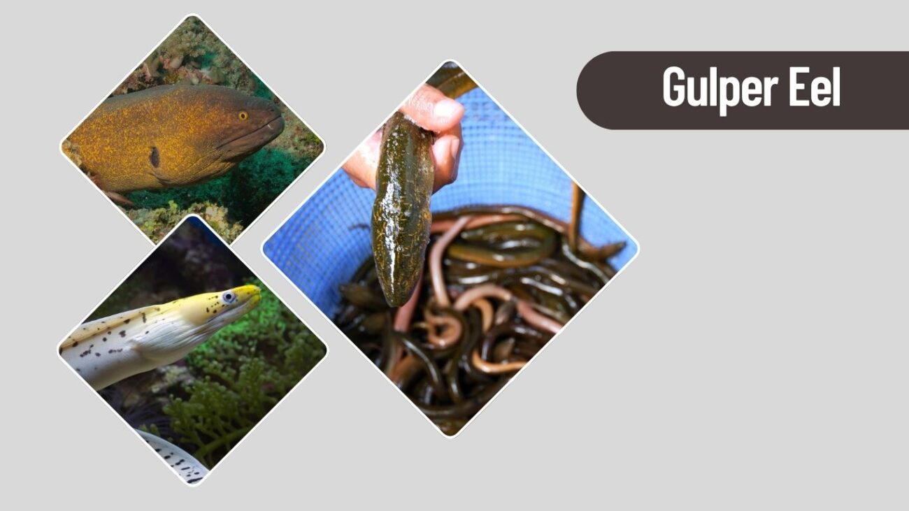 Gulper Eel – Balloon-Mouthed Deep Sea Feeder